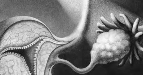 Review: ‘Vagina Obscura,’ by Rachel E. Gross