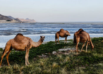 A Woman Alone in Oman: Three Weeks Along the Arabian Coast