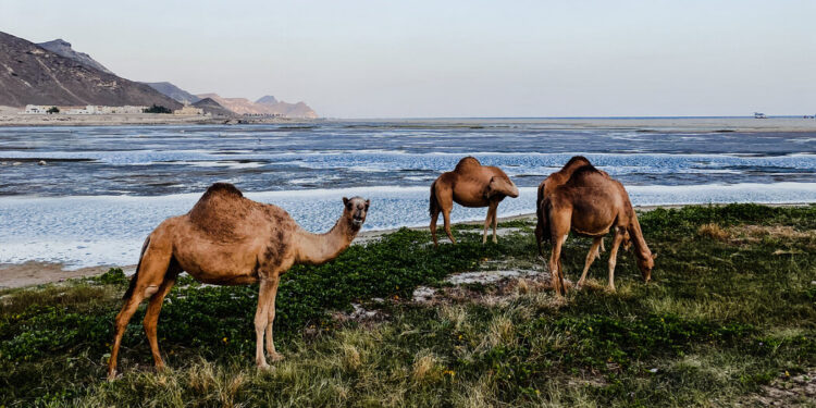 A Woman Alone in Oman: Three Weeks Along the Arabian Coast