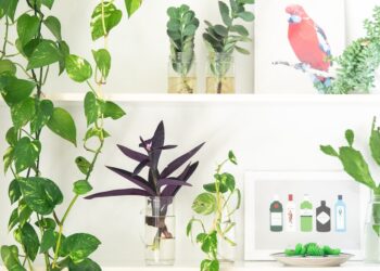 The Best Houseplant for You, According to Your Enneagram