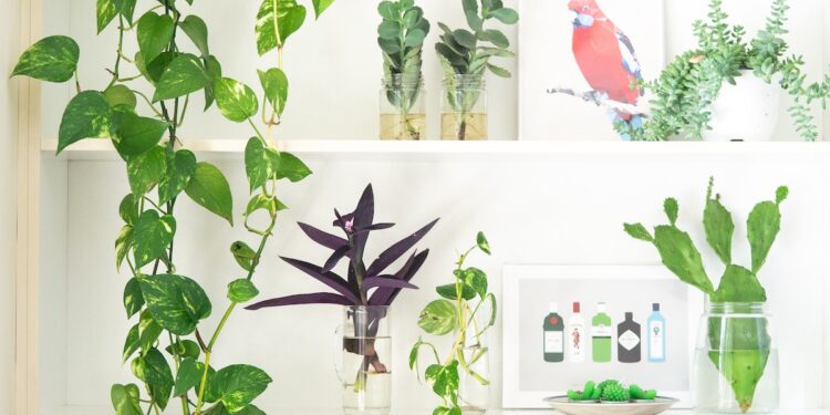 The Best Houseplant for You, According to Your Enneagram