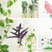 The Best Houseplant for You, According to Your Enneagram