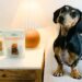 The Affordable Way We Spoil Our Pups