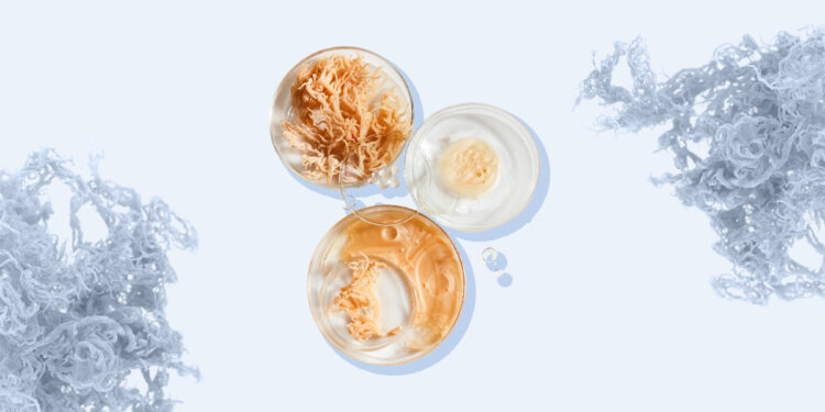 Why Wellness Girls Are Obsessed With Sea Moss Gel